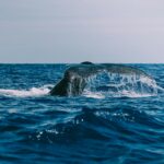 crypto whale illustration