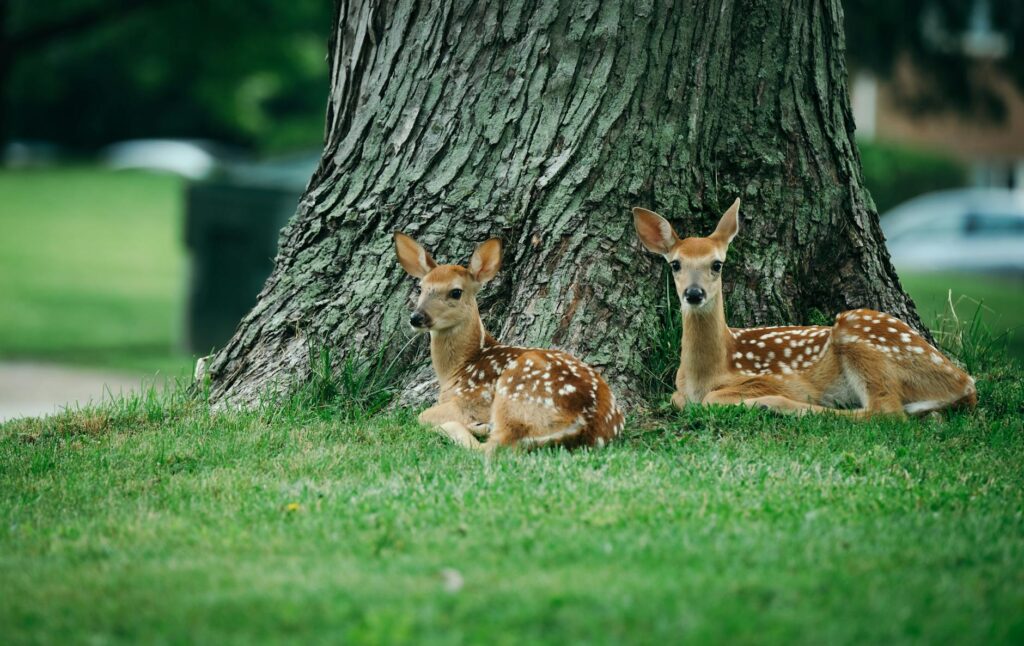 wildlife committee meeting