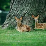 wildlife committee meeting